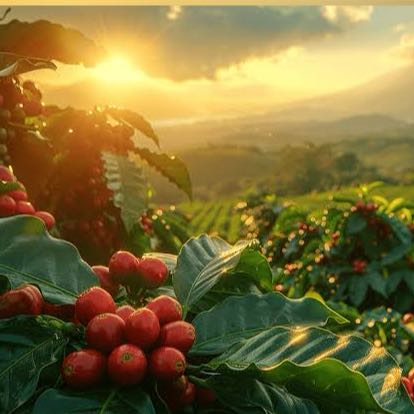 Green Coffee Beans Arabica And Robusta from Brasil