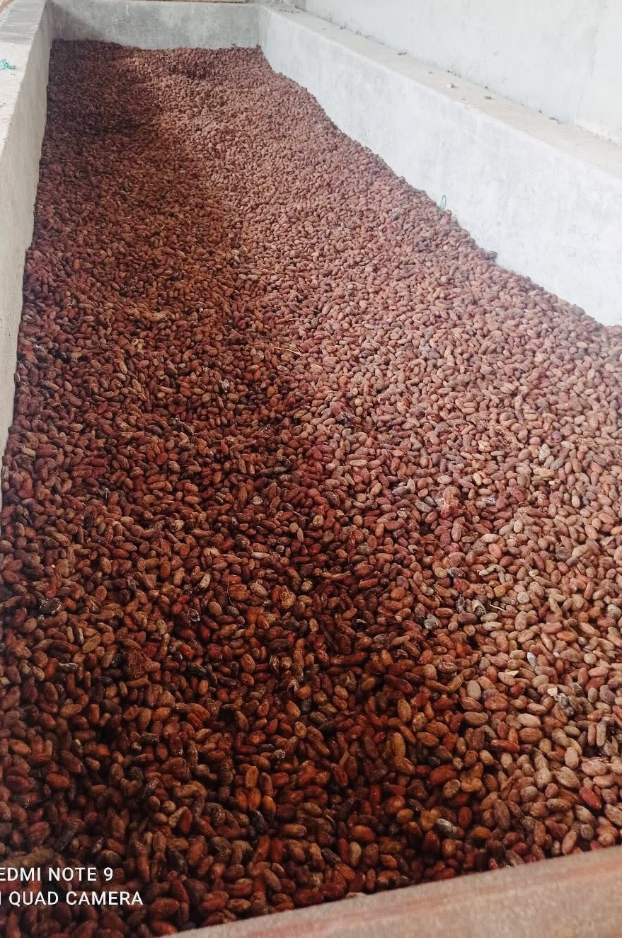 Cacao Beans Available