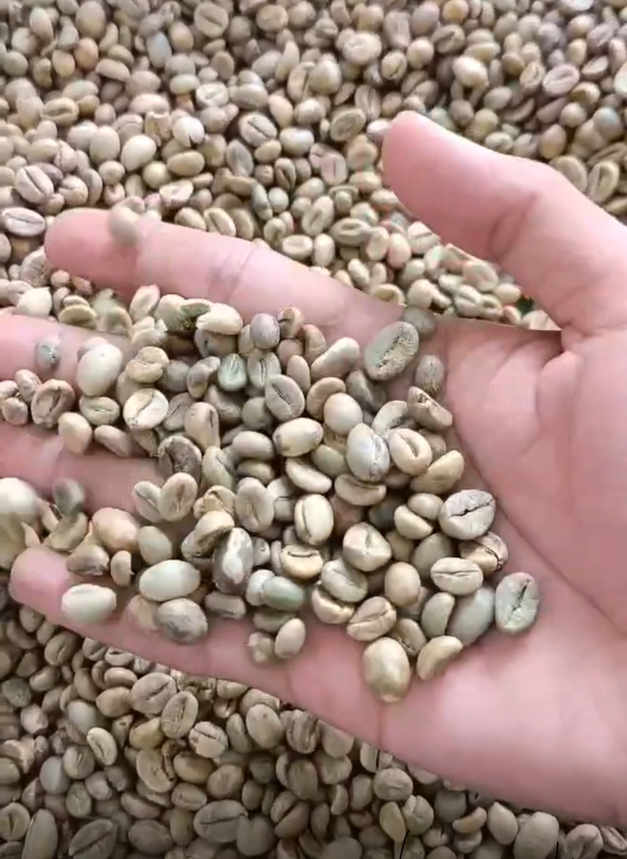 COFFEE ROBUSTA EUROPE QUALITY