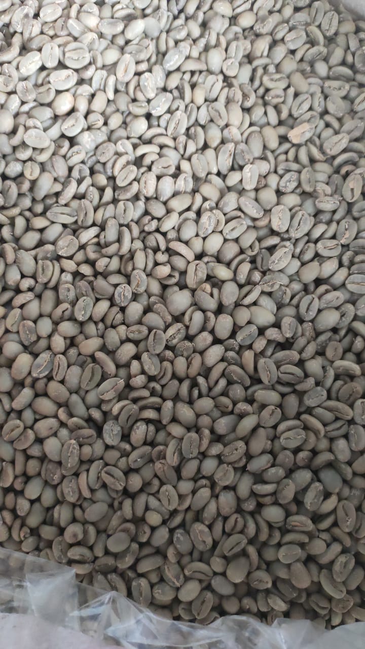 Coffee arabica