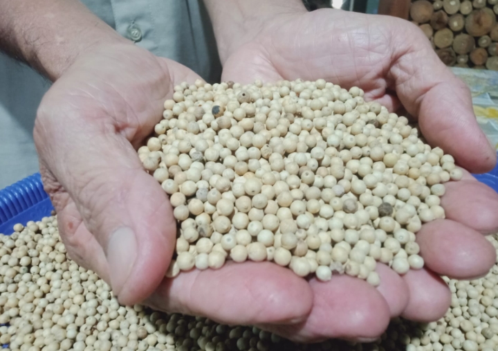 Bangka White Pepper