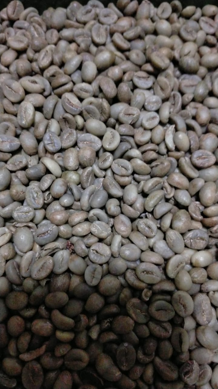 Biji kopi hijau