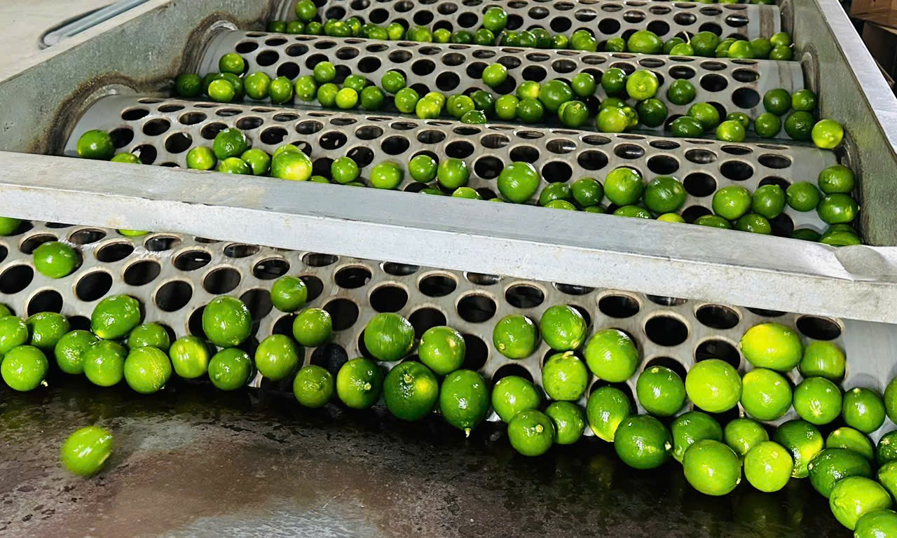 Young coconut of Vietnam