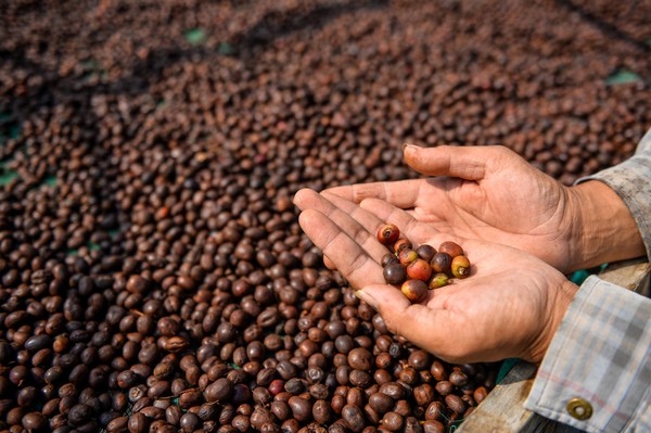 Premium Java Coffee Beans for Export
