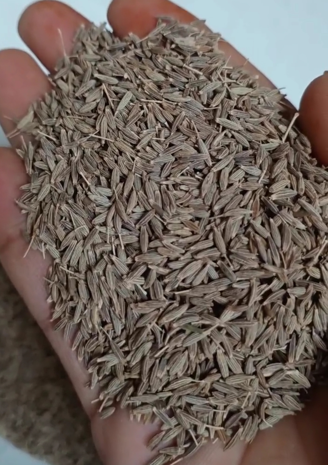 Cumin seeds