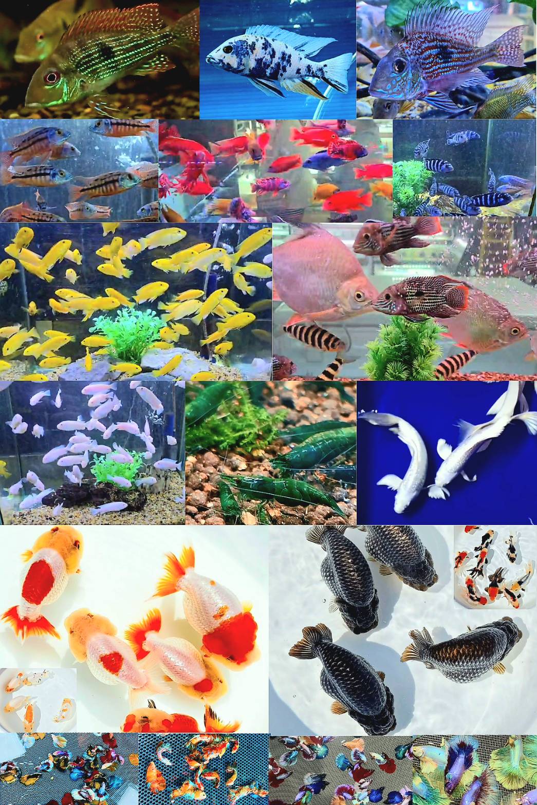 Live Ornamental Fish Exporter Thailand | Betta Fish Wholesale Thailand | BKK Cargo Export