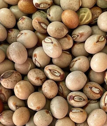 PIGEON PEAS FROM TANZANIA