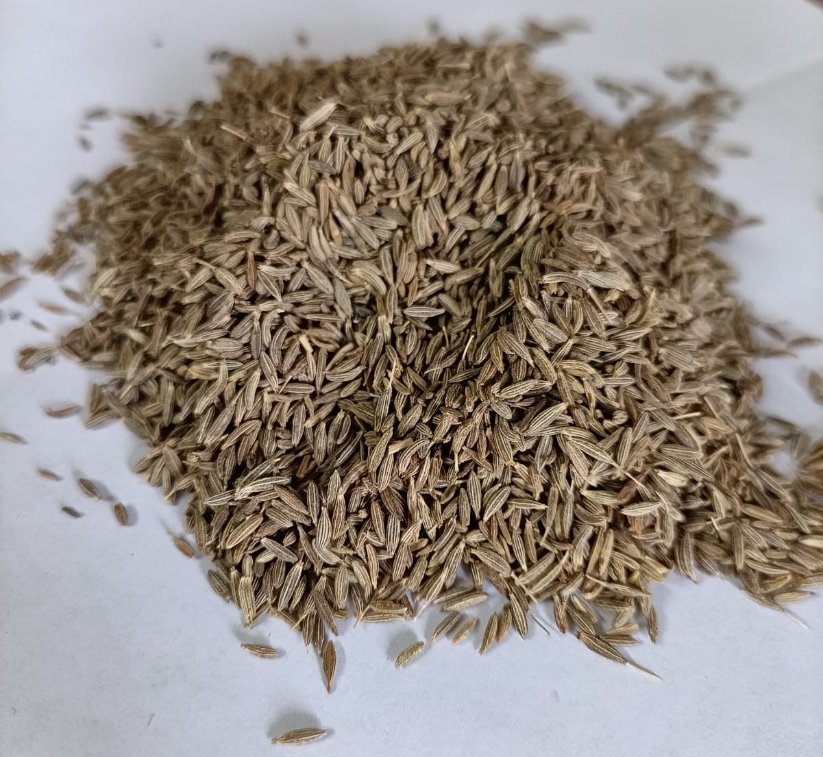 Premium Cumin Seeds, Sourced form Unjha, Gujarat, India (International Cumin and spices hub)