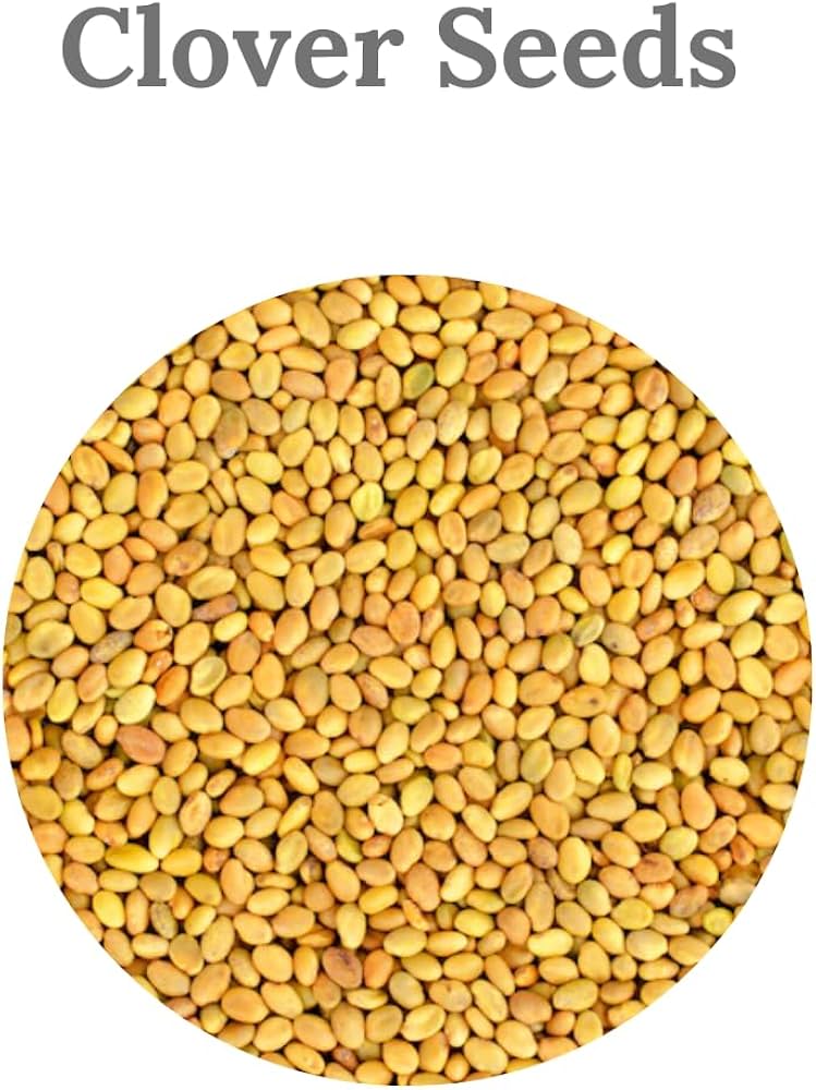 Request for Quotation: 220 Metric Tons Clover Seeds Import (Nhava Sheva)