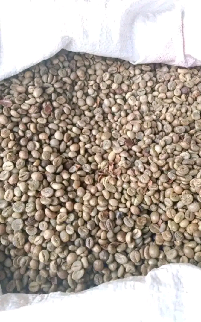 Kopi robusta